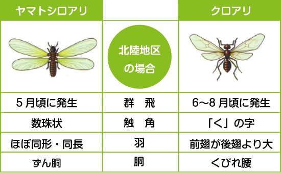 シロアリとクロアリの見分け方（羽アリ）