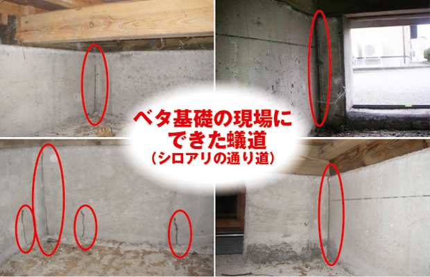 ベタ基礎の現場にできた蟻道